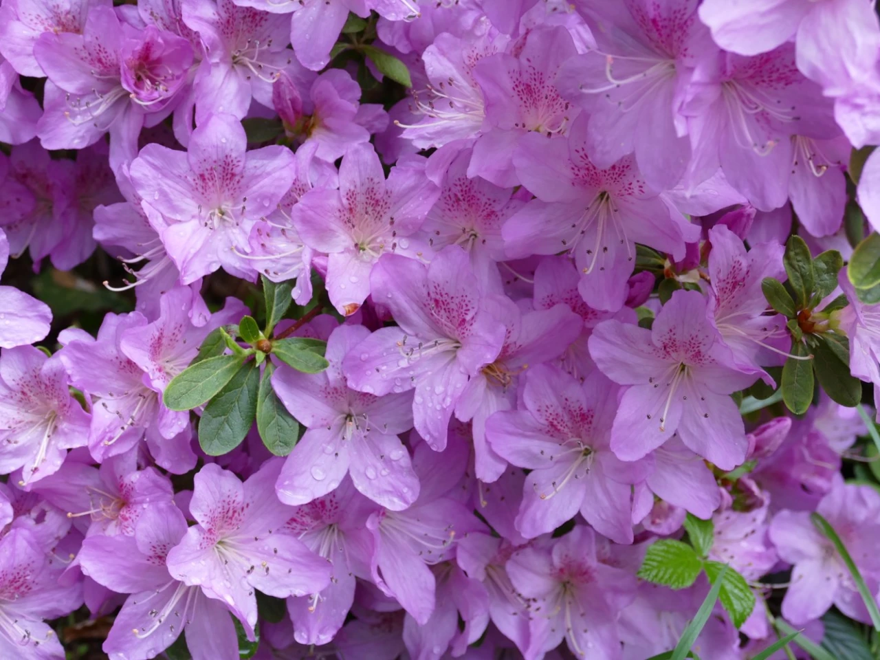 Hyde Azalea Beattie image